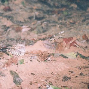 /Albums/10/449951 R1 31 5a 032