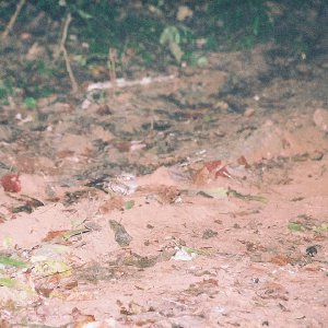 /Albums/10/449951 R1 32 4a 033