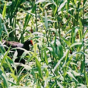 /Albums/11/107574 R1 04 5