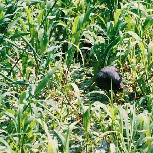 /Albums/11/107574 R1 09 10