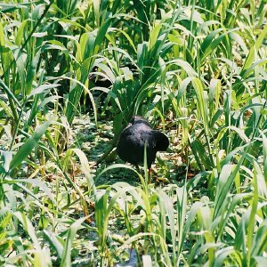 /Albums/11/107574 R1 10 11