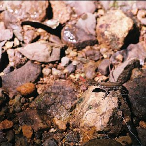 /Albums/11/43579 R1 26 6a