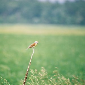 /Albums/12/107575 R1 00 10a