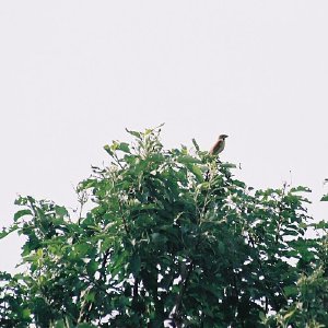 /Albums/12/107575 R1 05 5a