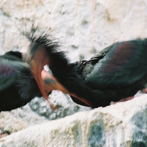 /Albums/12/107575 R1 06 4a