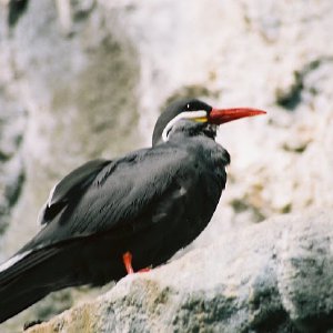 /Albums/12/107575 R1 08 2a