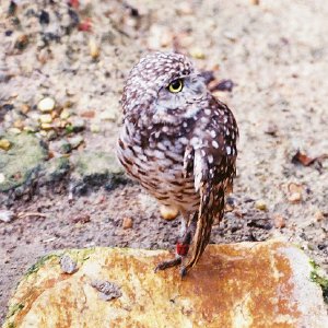 /Albums/13/107573 R1 16 7a