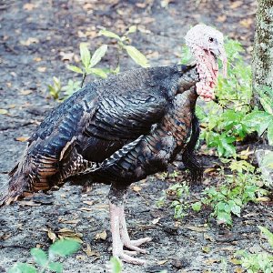 /Albums/13/107573 R1 19 4a