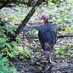 /Albums/13/107573 R1 21 2a