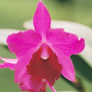 /Albums/13/107576 R1 05 5a