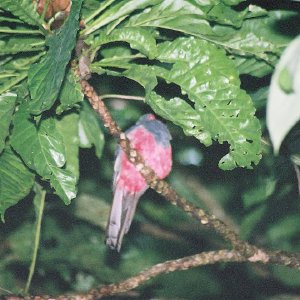 /Albums/13/107576 R1 28 28a