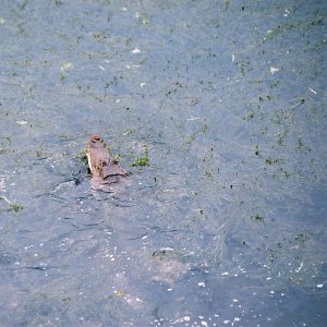 /Albums/13/107576 R1 35 35a