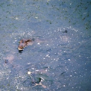 /Albums/13/107576 R1 36 36a