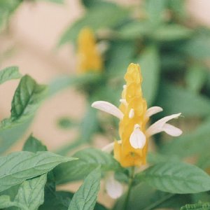 /Albums/13/449953 R1 00 36