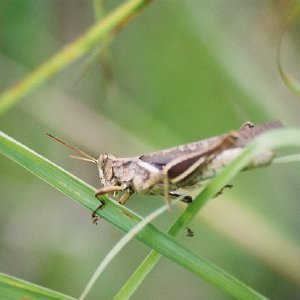 /Albums/14/107600 R1 10 11