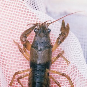 /Albums/14/449952 R1 16 9