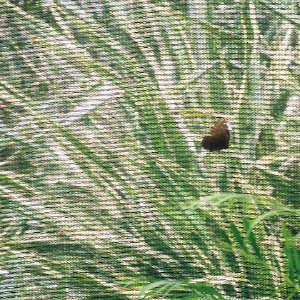 /Albums/14/449953 R1 35 1