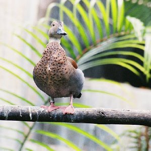 /Albums/14/993098 R1 01 36a