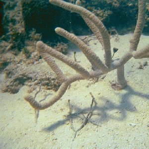 /Albums/15/Pr000010638118