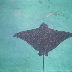 /Albums/15/Pr00001063849