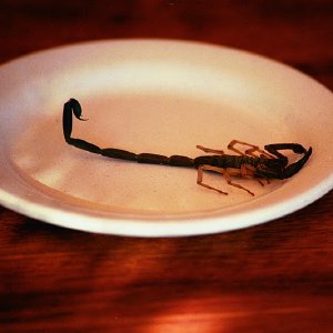 /Albums/16/Pr000010639107