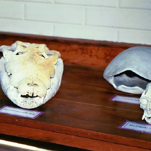 /Albums/16/Pr000010639115