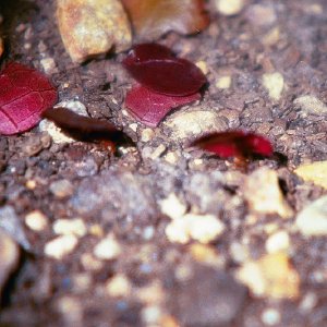 /Albums/16/Pr000010639122