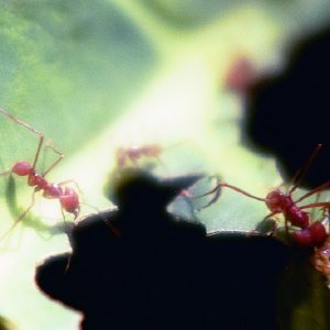 /Albums/16/Pr000010639123