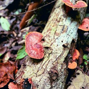 /Albums/16/Pr000010639126