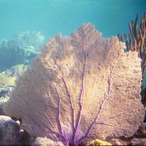 /Albums/16/Pr00001063936