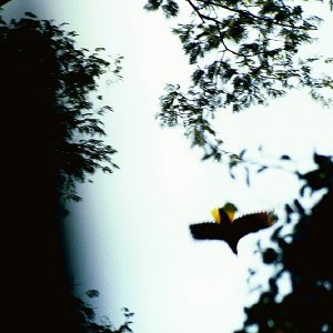 /Albums/17/Pr00001063894