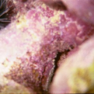 /Albums/17/Pr00001063955