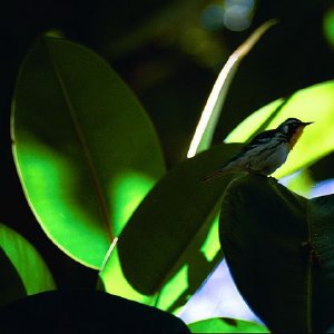 /Albums/18/Pr03921052249