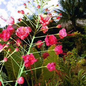 /Albums/18/Pr03921052255