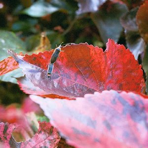 /Albums/18/Pr03921052257