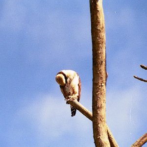 /Albums/19/Pr00001063874