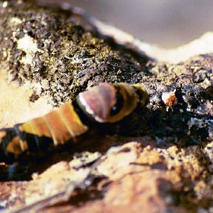 /Albums/19/Pr00001063878