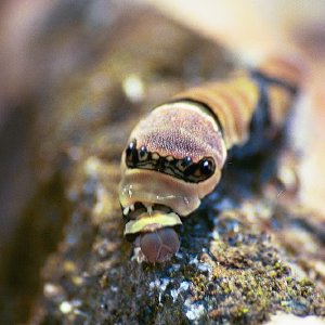 /Albums/19/Pr00001063879