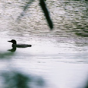 /Albums/2/107842 R1 00 30a