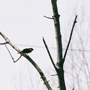 /Albums/2/107842 R1 13 17a