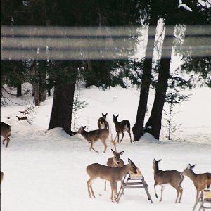 /Albums/7/43580 R1 20 4a 021