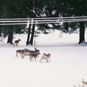 /Albums/7/43580 R1 21 3a 022