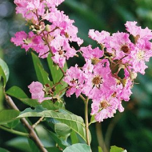 /Albums/8/107600 R1 22 23