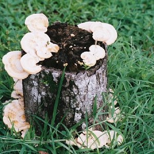 /Albums/8/107600 R1 25 26