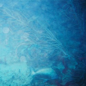 /Albums/8/993099 R1 03 16