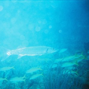 /Albums/8/993099 R1 07 12