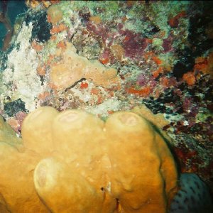 /Albums/8/993099 R1 12 7