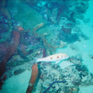 /Albums/8/993099 R1 16 3