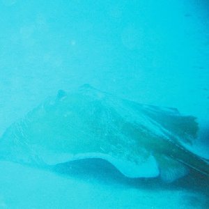 /Albums/8/993099 R1 17 1