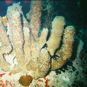 /Albums/8/993099 R1 20 20